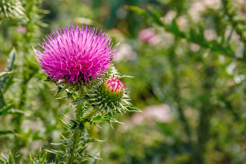 Violette Distelblüte und -knospe mit stacheligen grünen Blättern vor einem unscharfen Naturhintergrund.