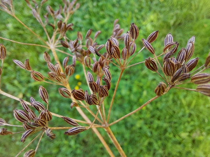 Nahaufnahme von braunen, gestreiften Wildsamen an Stielen vor einem unscharfen grünen Gras-Hintergrund.