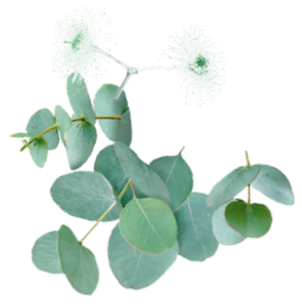 Eukalyptuszweig mit grünen, rundlichen Blättern und kleinen weißen Blüten.