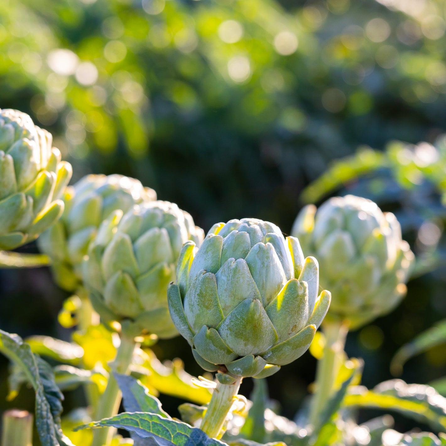 Nahaufnahme mehrerer grüner Artischocken, die an Pflanzen in einem sonnendurchfluteten Garten wachsen, mit verschwommenem Grün im Hintergrund.